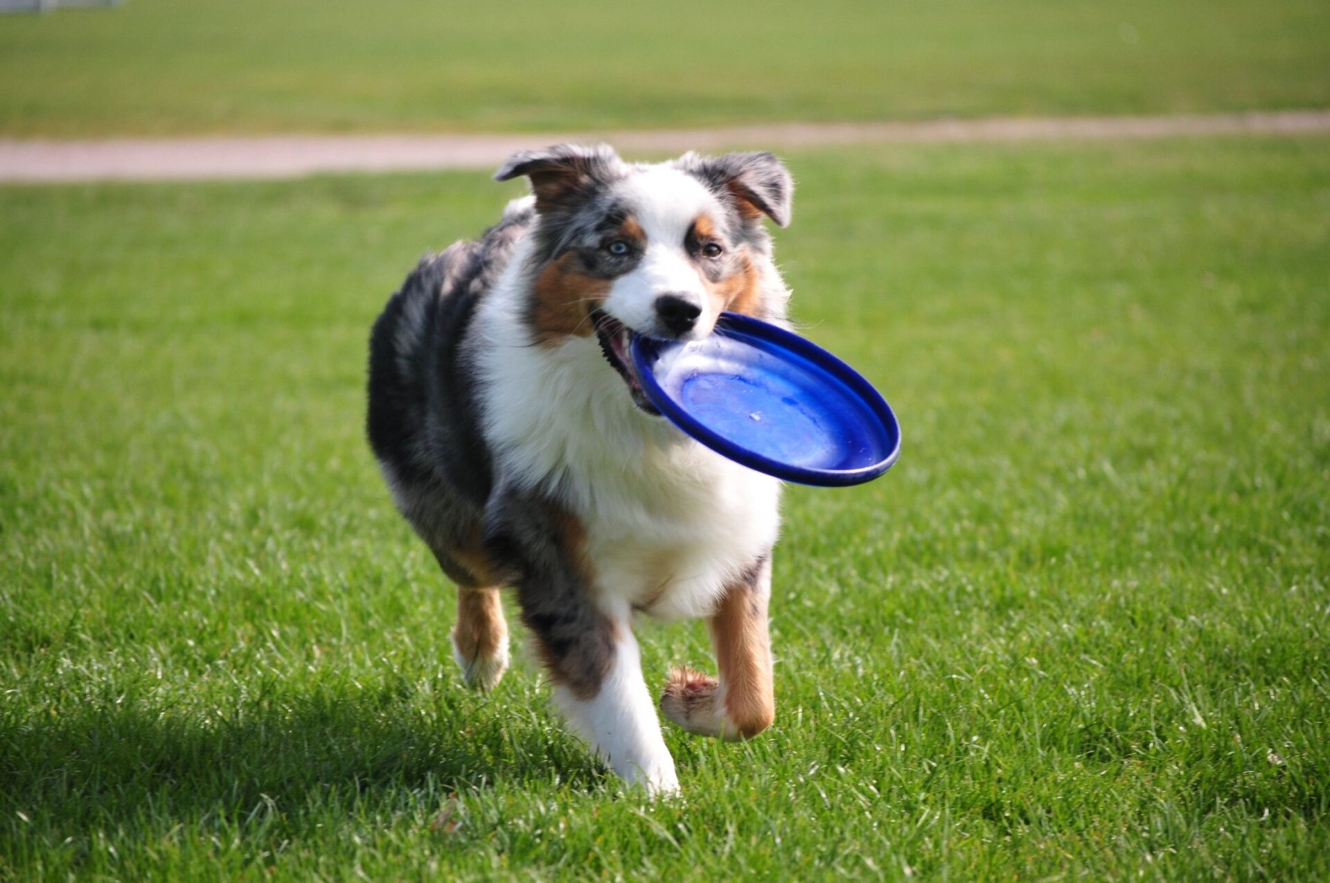 Campbell’s Kennels