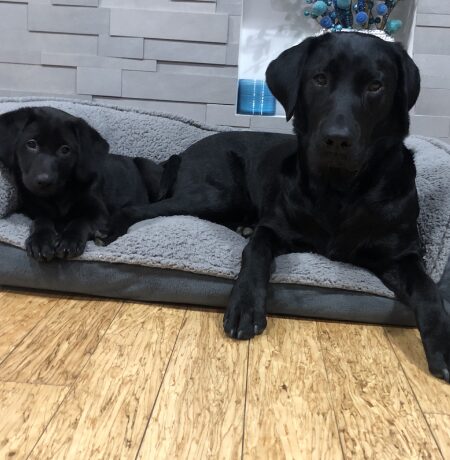 2 black dogs
